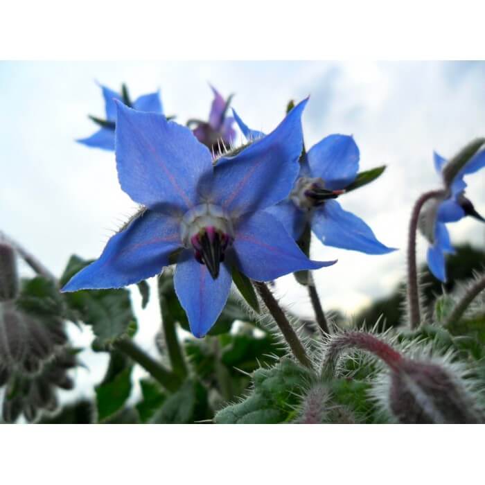 borage ulje