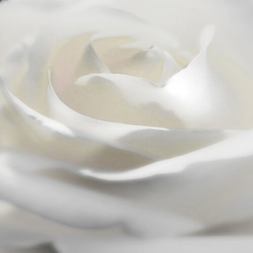 creamy flower