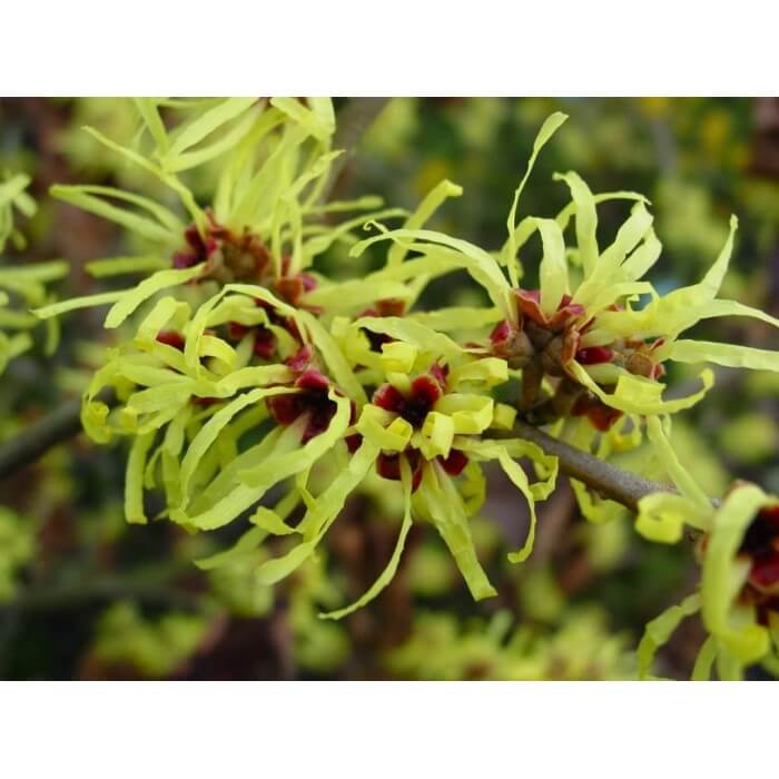 destilat hamamelis