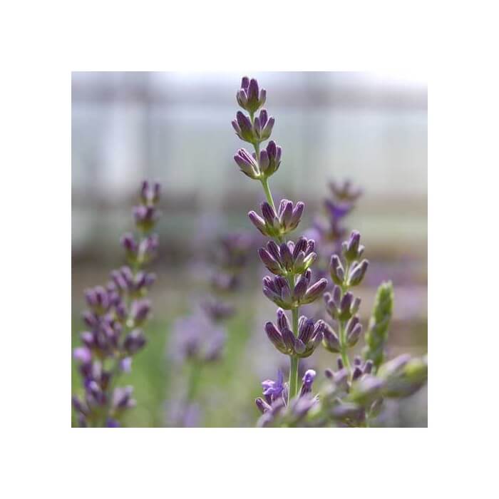 lavanda etarsko ulje