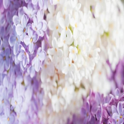 lilas