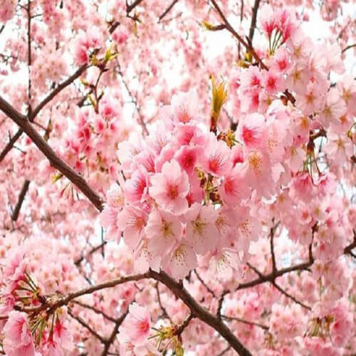 sakura