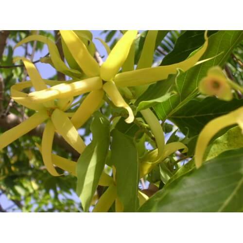 ylang ylang etarsko ulje
