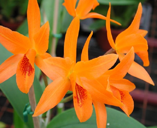 ORCHIDEE