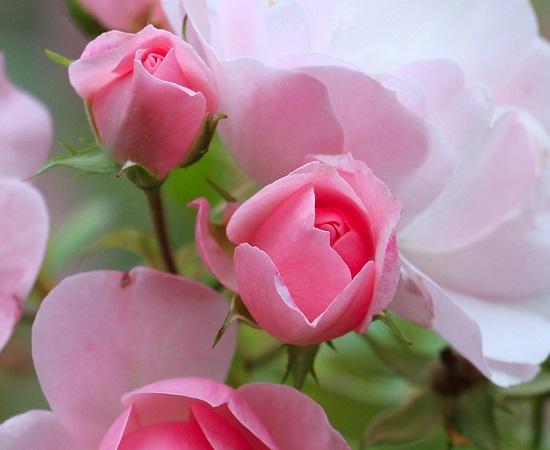 rose bloom